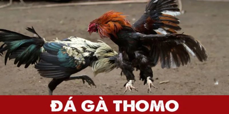 Tổng quan về đá gà thomo